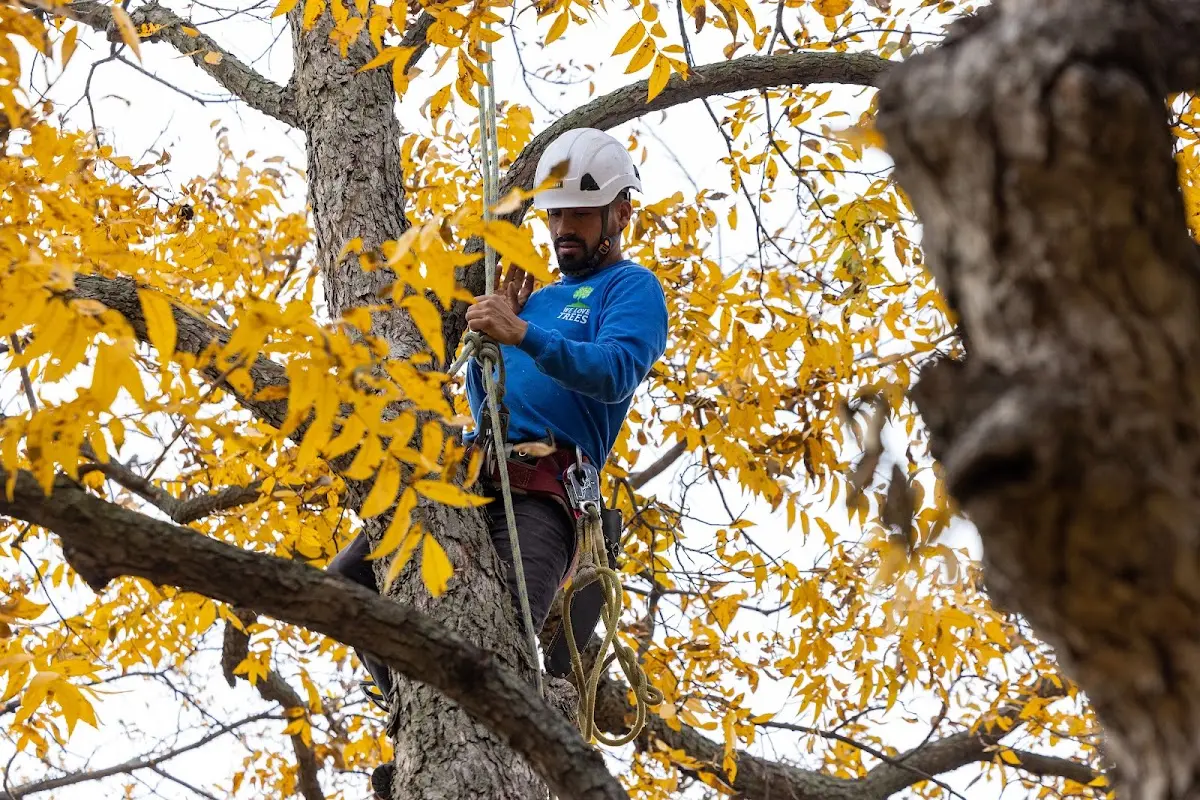 Skilled Tree Planing crew working in Yorba Linda