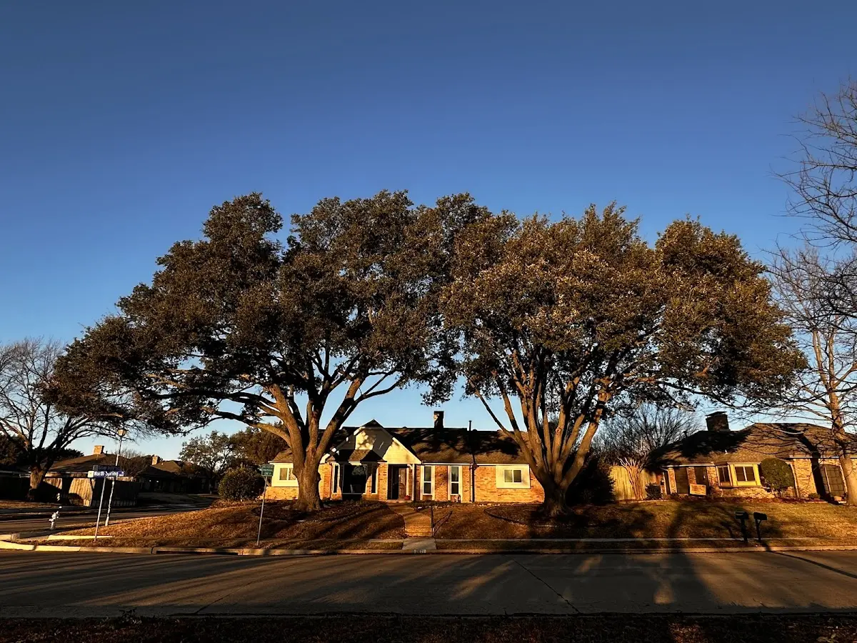 Established residential canopy tree shading a home in Yorba Linda